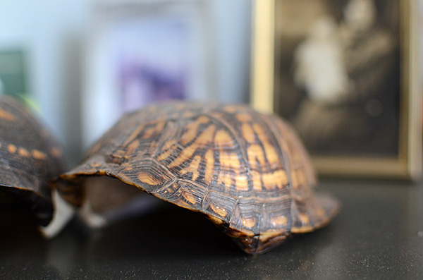 Turtle shell