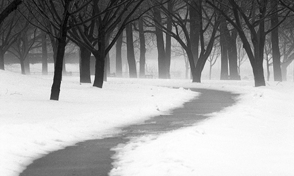 Brooklyn Botanical Gardens, NY, 1994