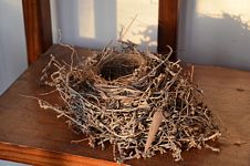 A bird’s nest.