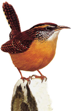 carolina wren